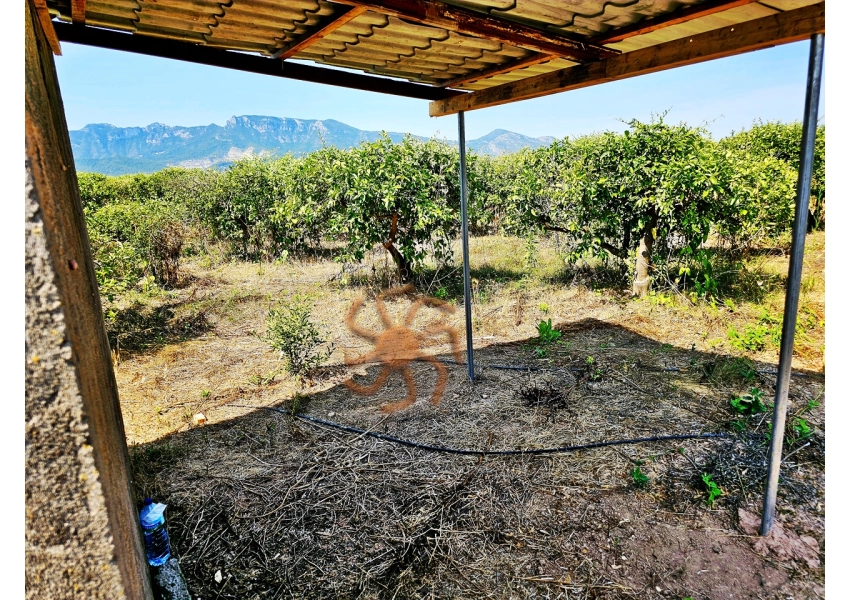 Sad pomarańczowy z budynkiem,  Cullera, Walencja